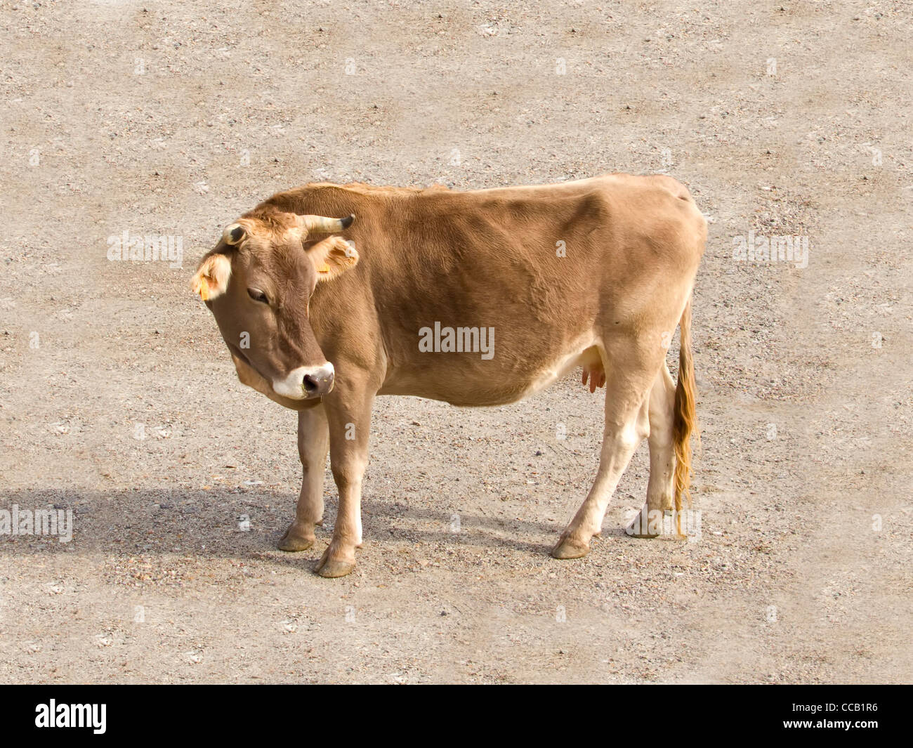 Vaca en Pirineos, retrato completo y mirando su espalda Foto de stock