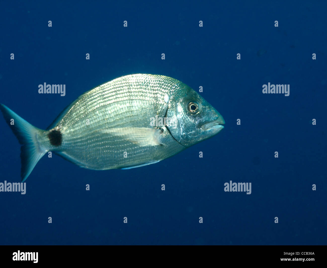 Sargus pescado en el Mediterráneo Foto de stock
