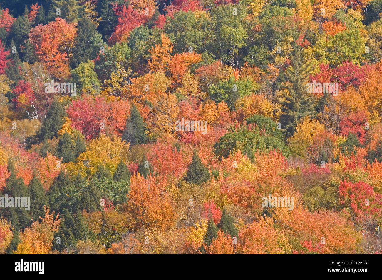 Richmond Vermont VT colorido follaje de otoño en Hillside Foto de stock