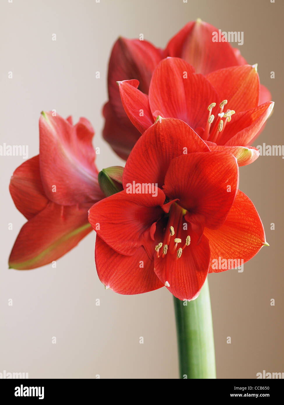 Flor de Amarilis rojos Foto de stock