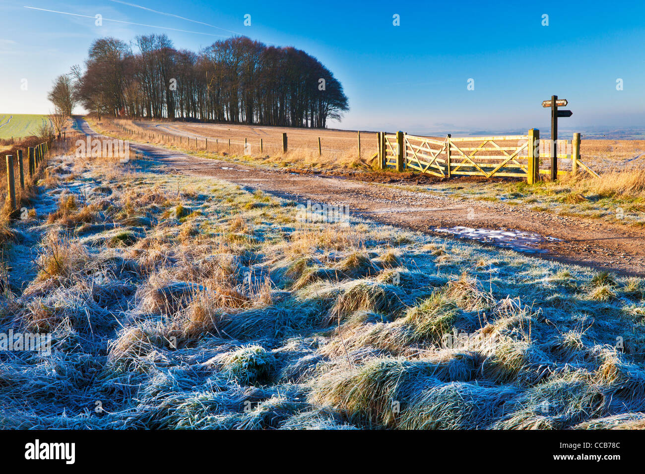Una helada mañana de invierno a lo largo de la ruta de larga distancia de Ridgeway Hackpen Hill, Wiltshire, Inglaterra, Reino Unido. Foto de stock