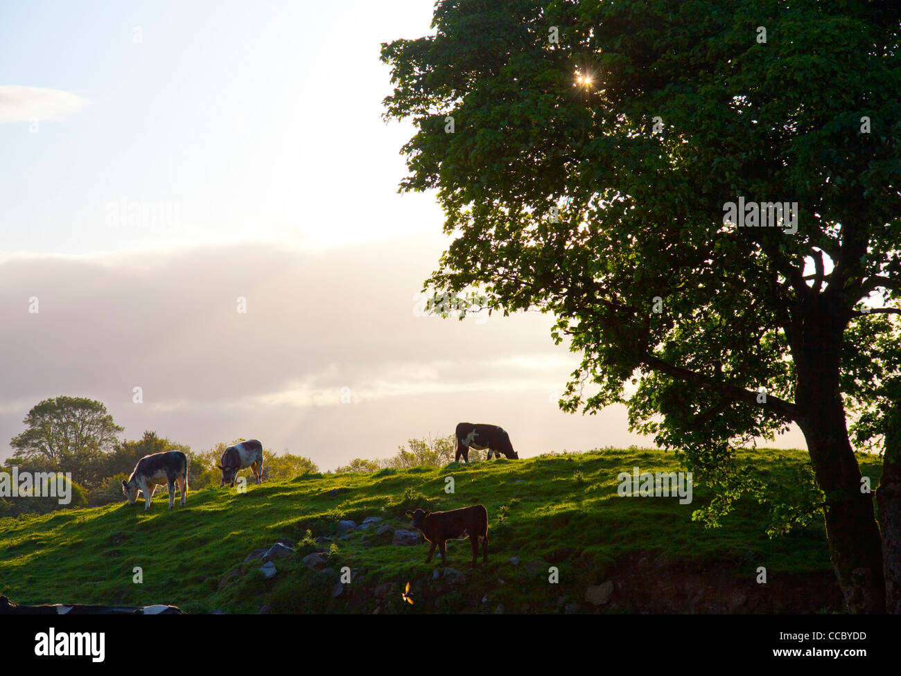 Por la noche el pastoreo de ganado en un campo, en el condado de Mayo, Irlanda. Foto de stock