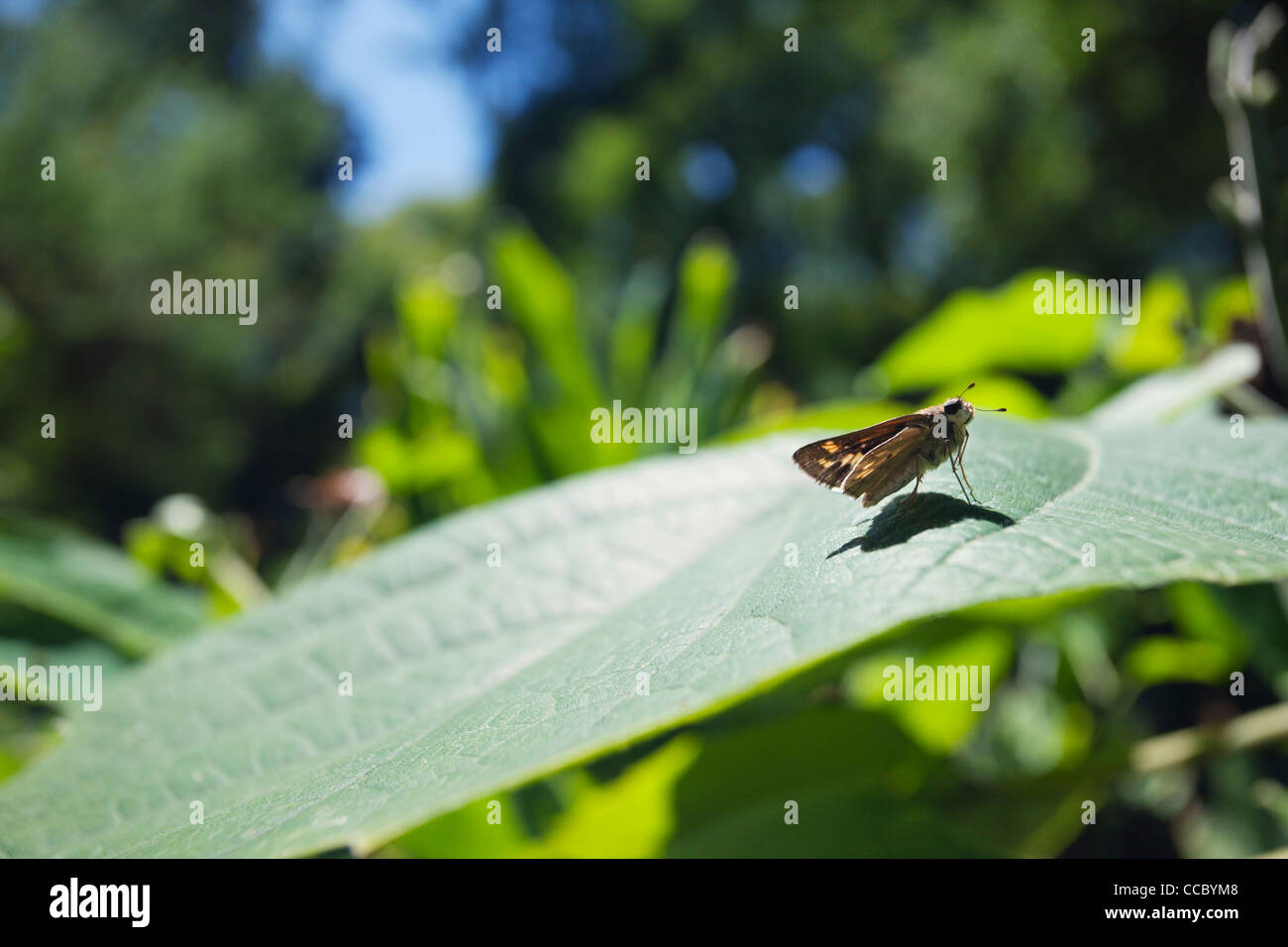 Descansando en la planta de mariposa Foto de stock