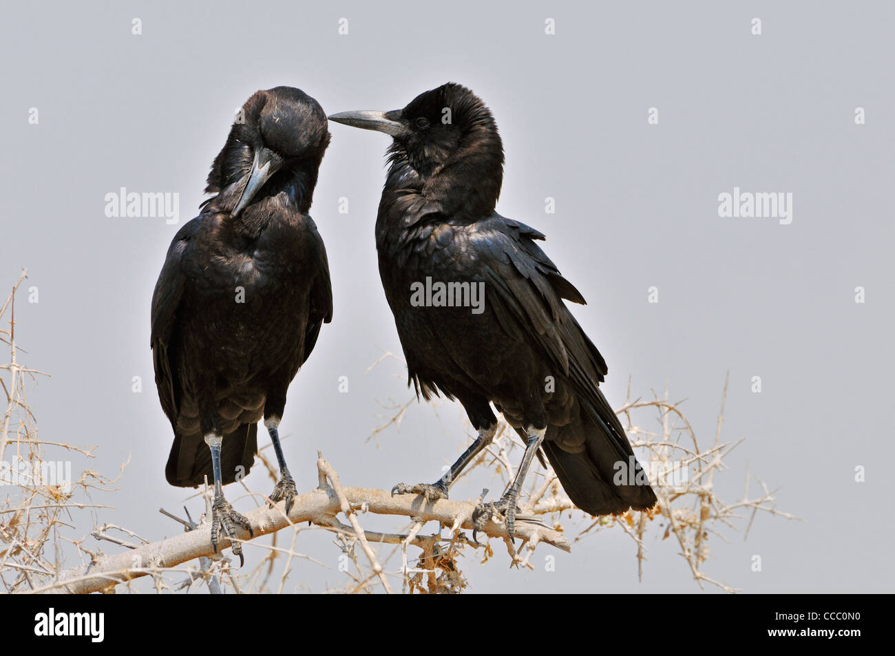 Dos cuervos del Cabo / Negro cuervos (Corvus capensis) grooming, el Parque Nacional de Etosha, Namibia Foto de stock