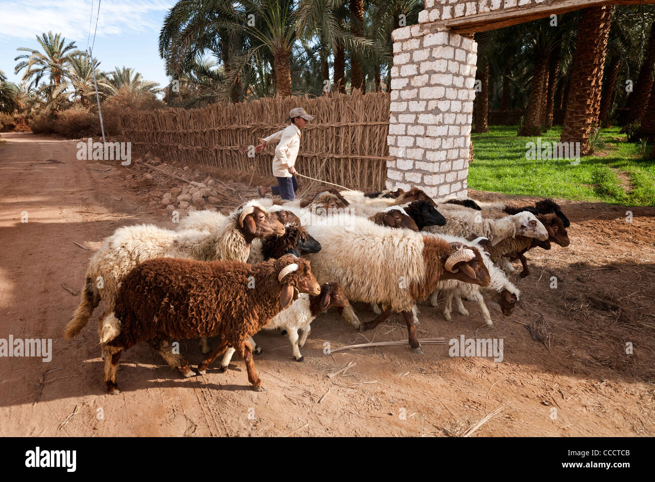 Muchacho caminando con el rebaño de ovejas en Dakhla Oasis del desierto occidental de Egipto Foto de stock