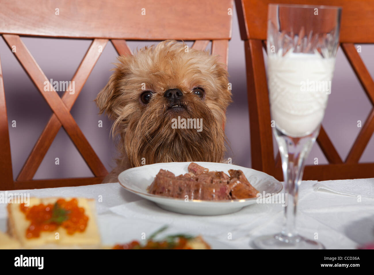 Dog restaurant animal fotografías e imágenes de alta resolución - Alamy