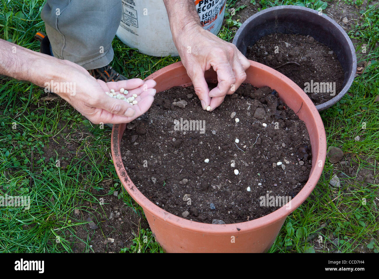 Los guisantes de sembrar en macetas, paso 4, plantando las semillas Foto de stock