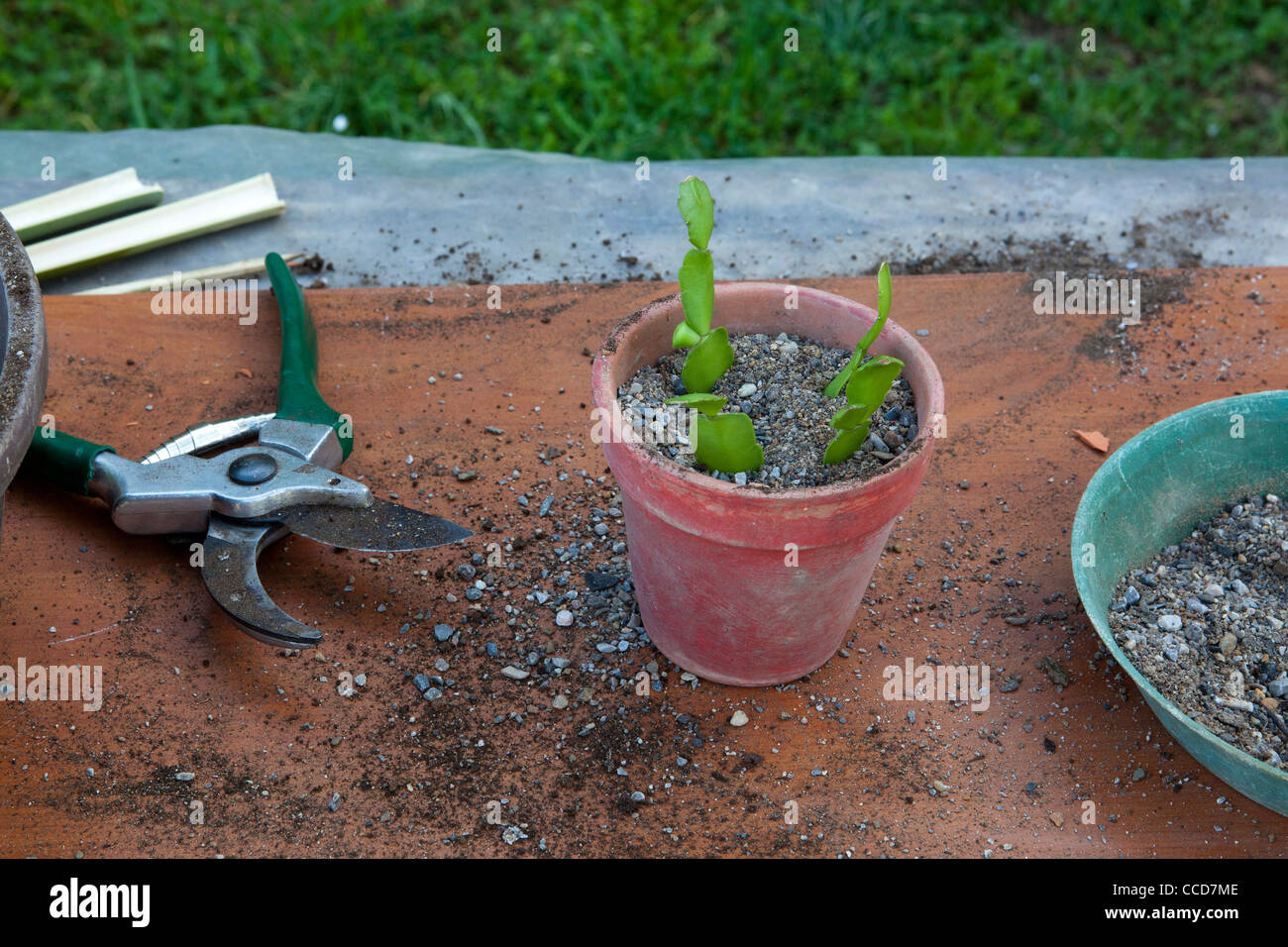 Talee de cactus (Schlumbergera), paso 6, solucionar la talee en el jar Foto de stock