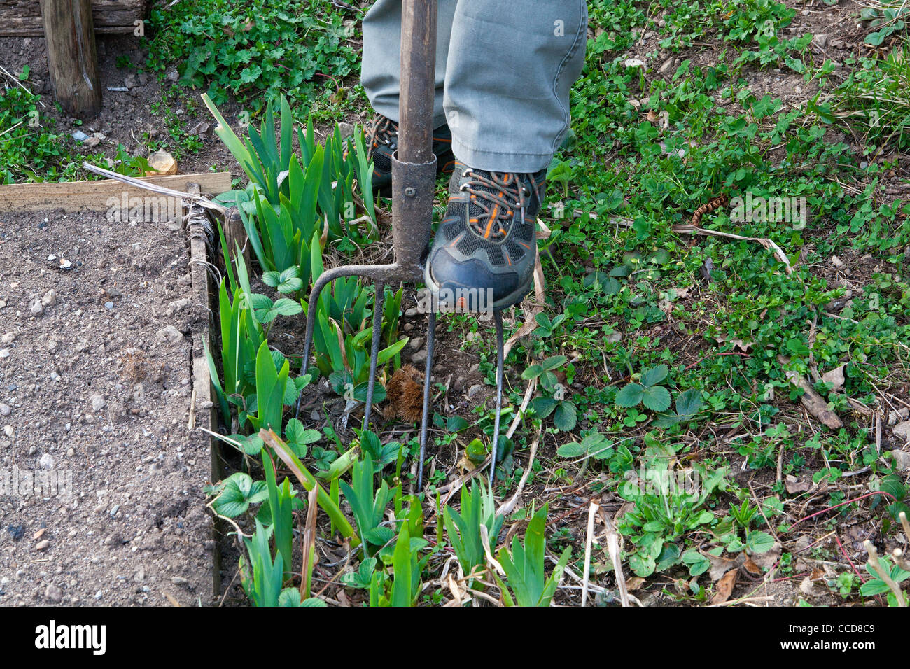 Trasplante de rizomas de iris, el paso 1, con un tenedor que maneje los rizomas de iris Foto de stock