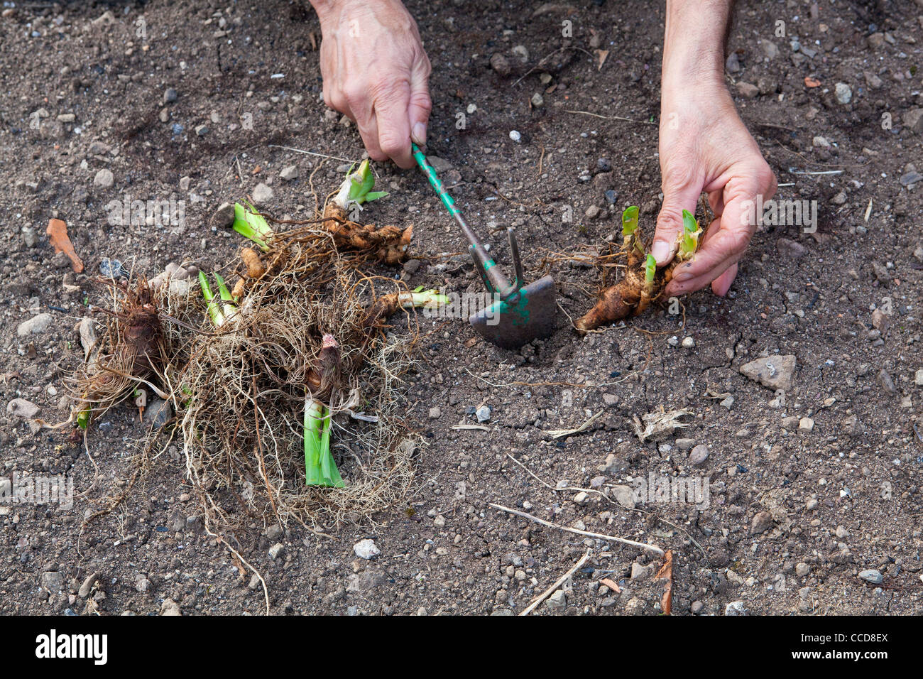 Trasplante de rizomas de iris, paso 7, enterrar los rizomas haciendo un agujero con una azada. Foto de stock