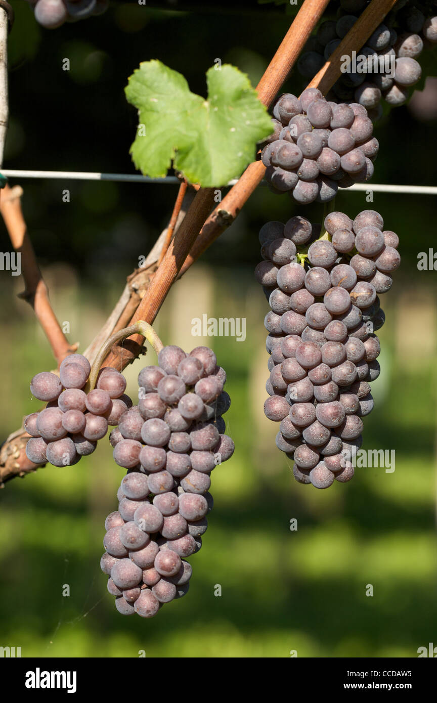 Pinot gris Vallagarina racimos de uvas, Trentino, Italia, Europa Foto de stock