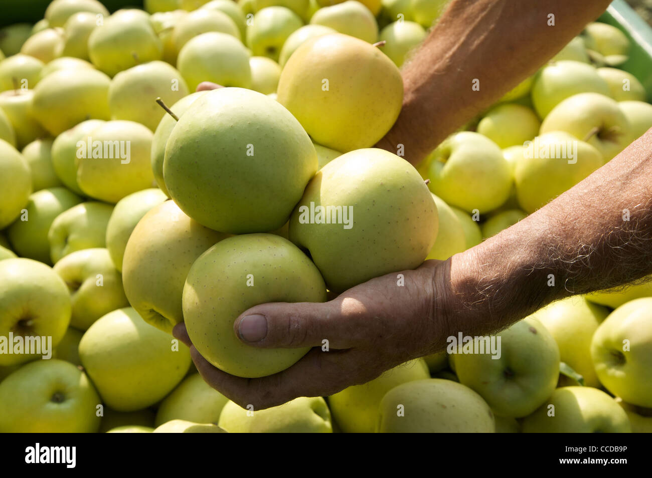 Manzana Golden Delicious variedad, Vallagarina, Trentino, Italia, Europa Foto de stock