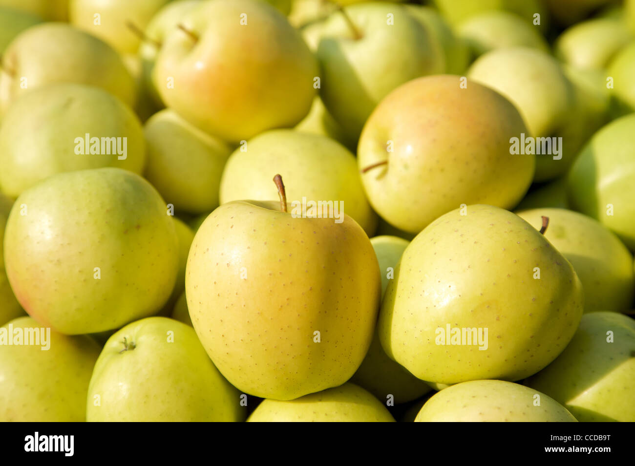 Manzana Golden Delicious variedad, Vallagarina, Trentino, Italia, Europa Foto de stock