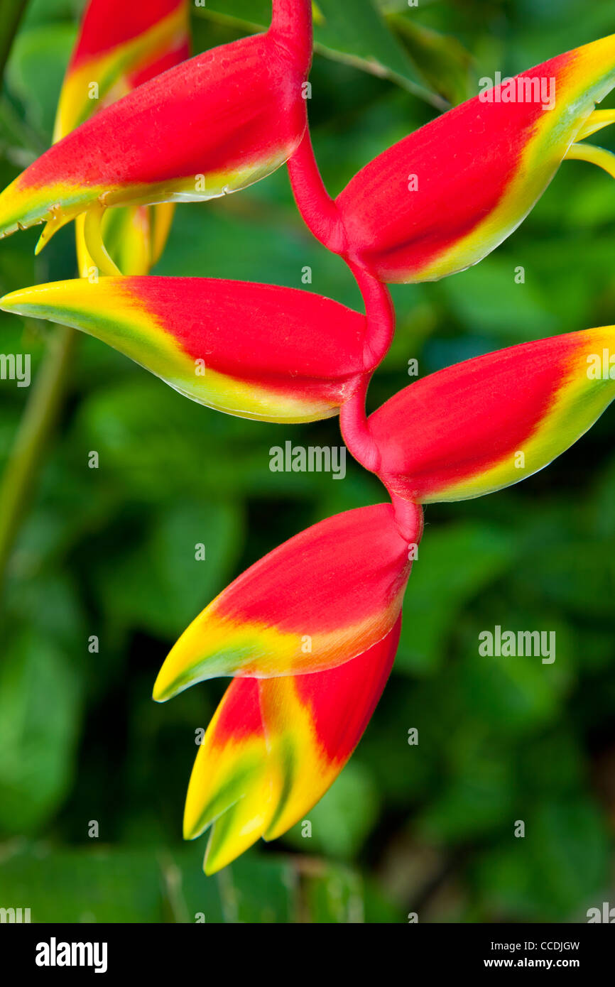 Flor tropical Heliconia Fotografía de stock - Alamy