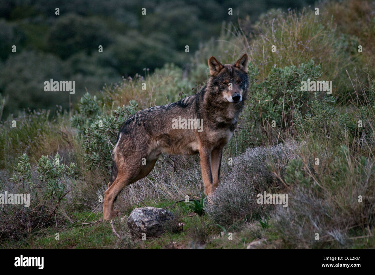 Lobo Ibérico Canis Lupus Signatus Cautivos Lobo Ibérico Es La Especie Más Emblemática De La 1915