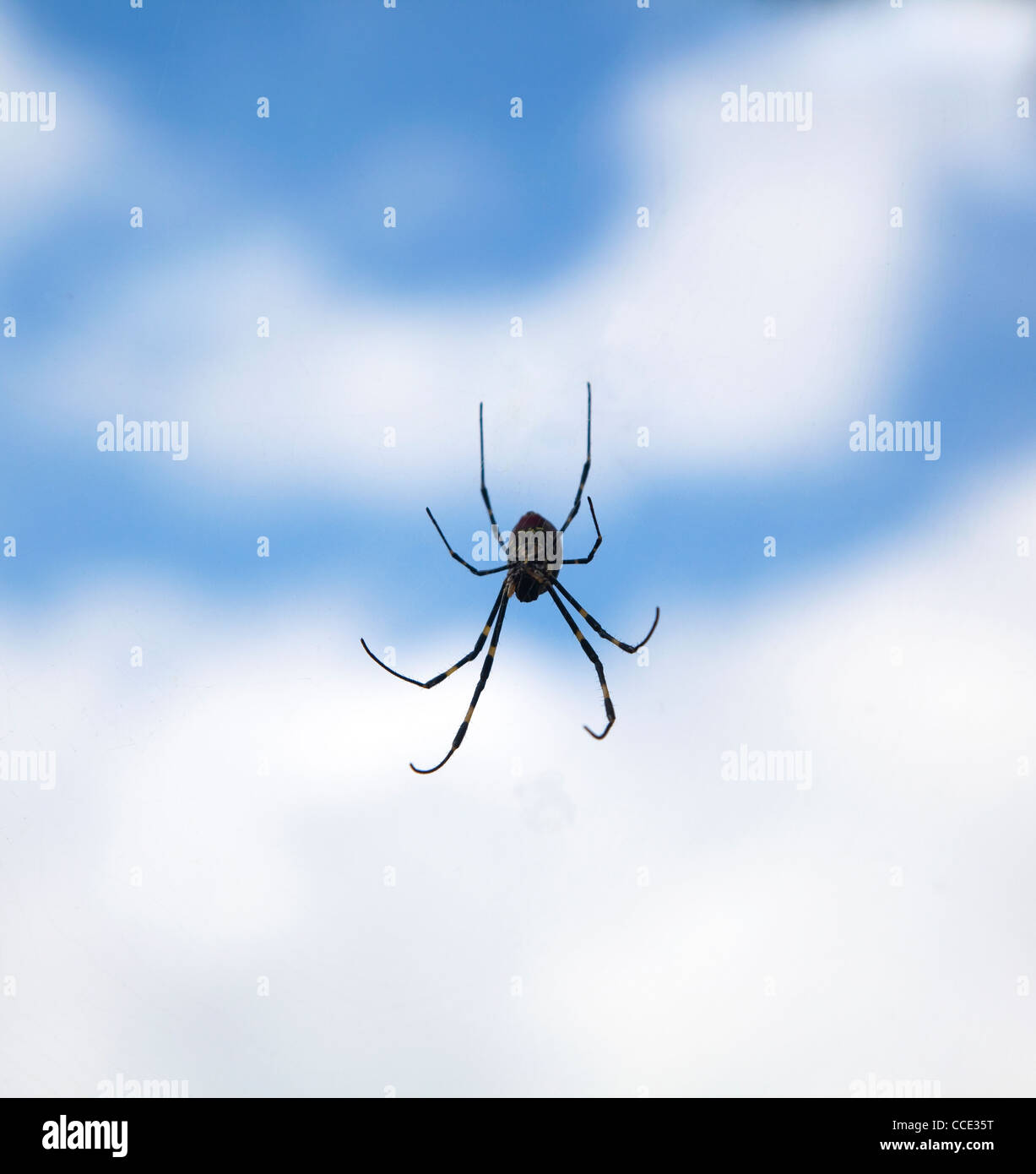 Araña en el aire con antecedentes de cloud Foto de stock