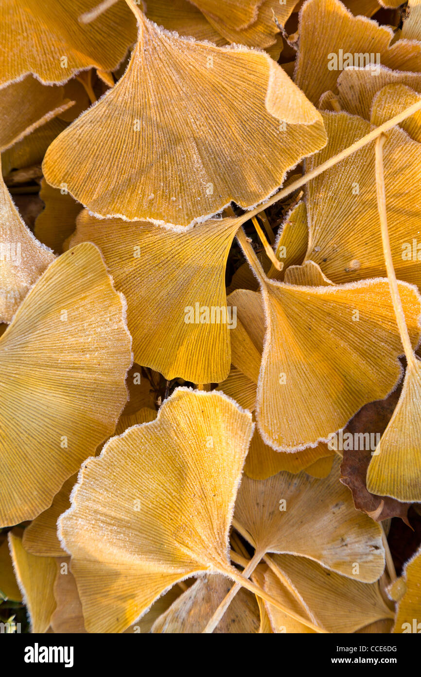 Caído amarillo de Ginkgo Biloba con escarcha. Foto de stock