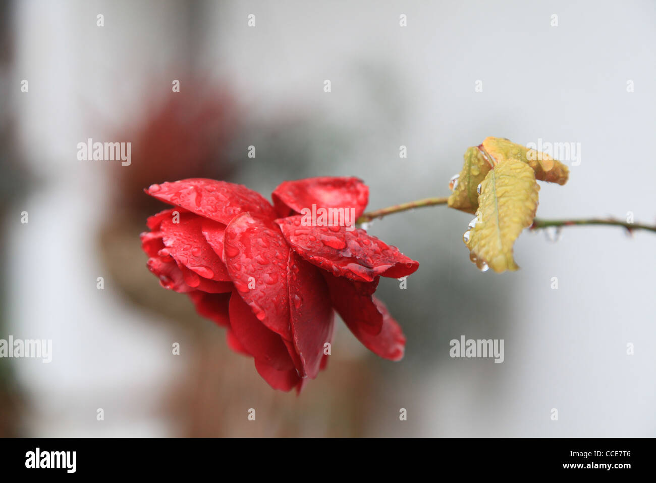 Rose, Blume, la putrefacción, grün, weisser, filigran Hintergrund, Tautropfen, Regentropfen, Tau, Regen, Invierno, Rosenblätter Dornen, Foto de stock
