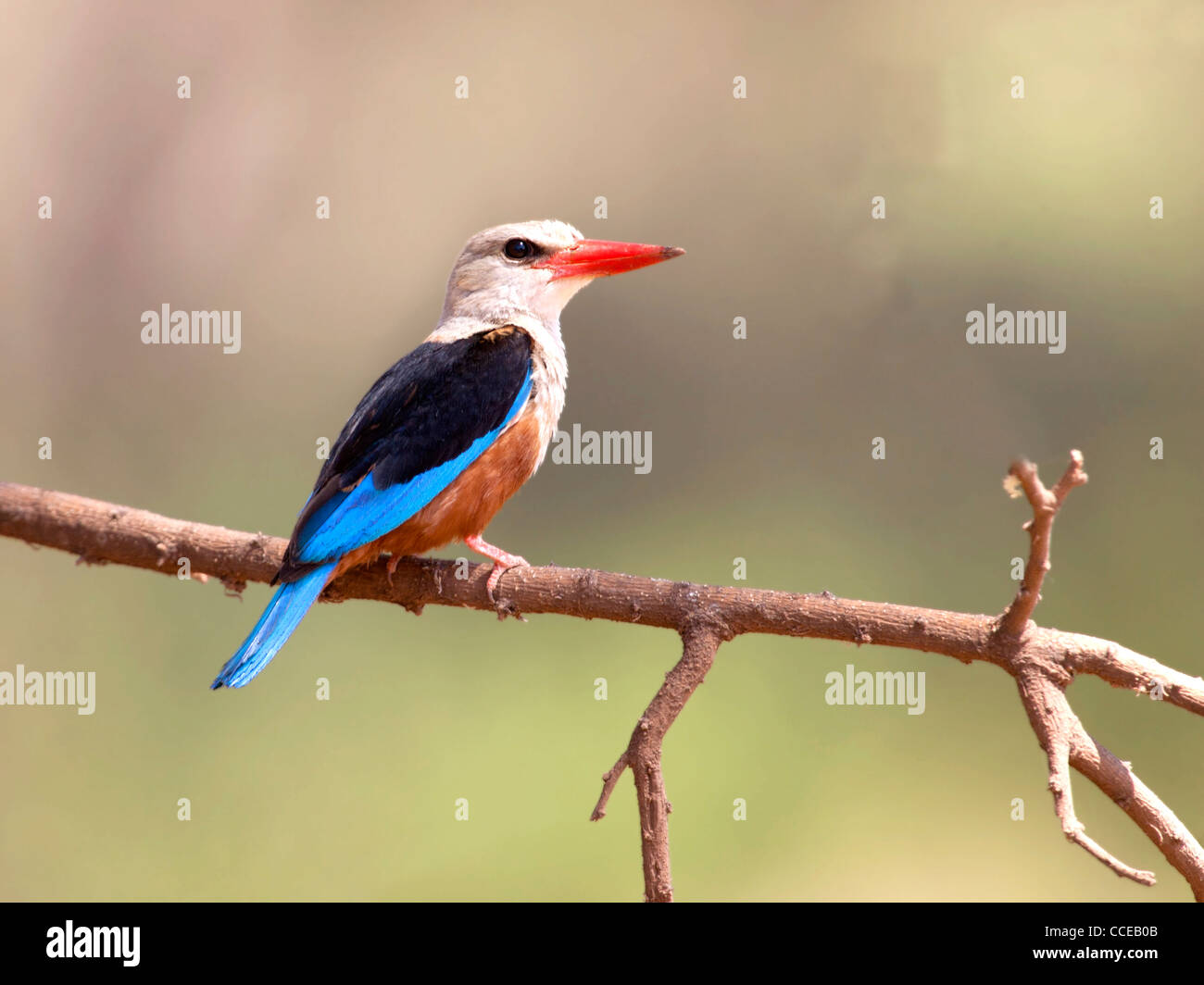 De cabeza gris kingfisher, encaramado en la rama Foto de stock