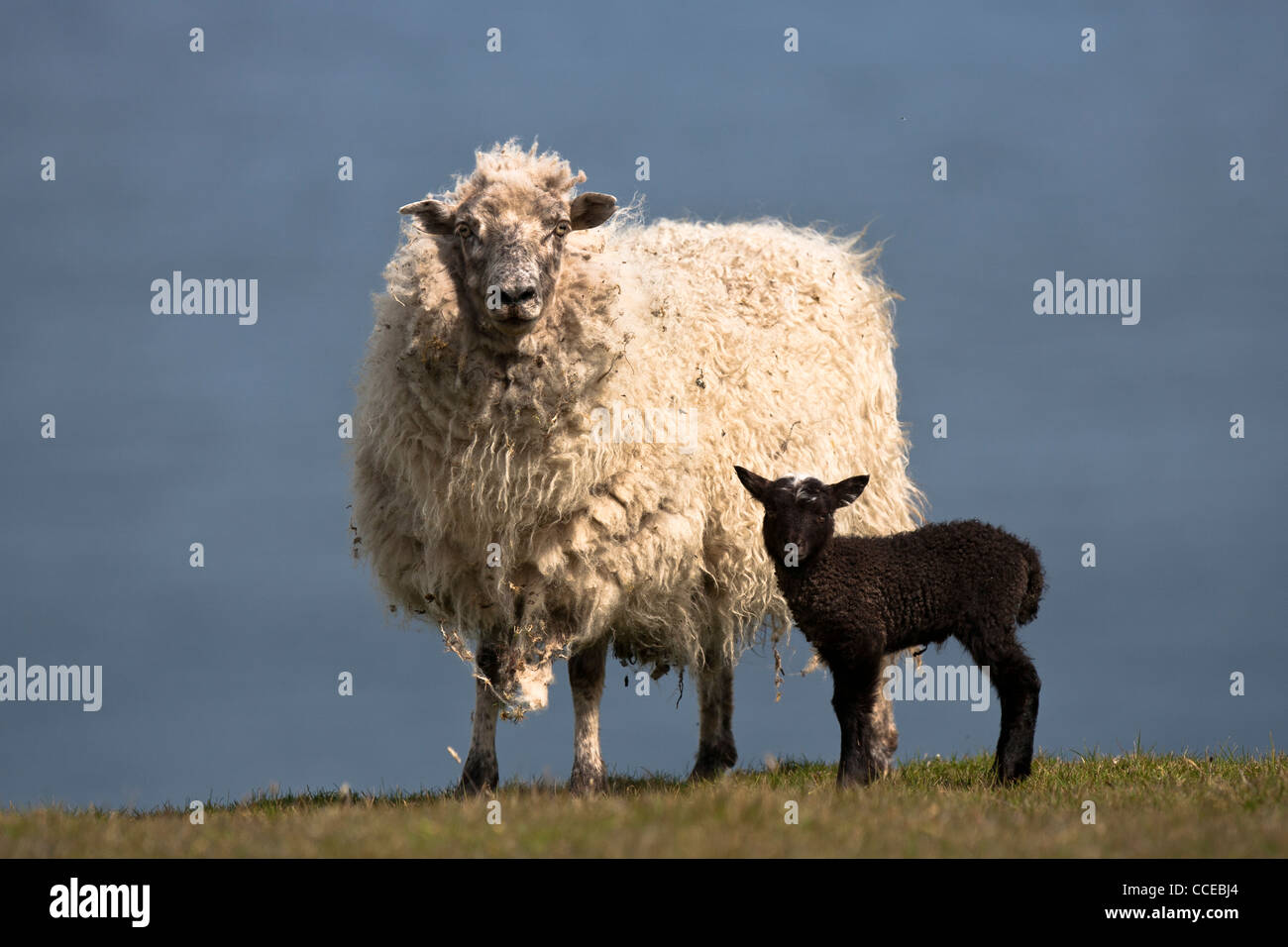 Oveja oveja con cordero puro, Scharf mit Lamm, Fair Isle, Shetland, Escocia, Gran Bretaña Foto de stock