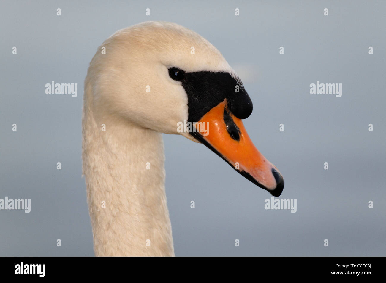 Un cisne blanco - cygnini Foto de stock