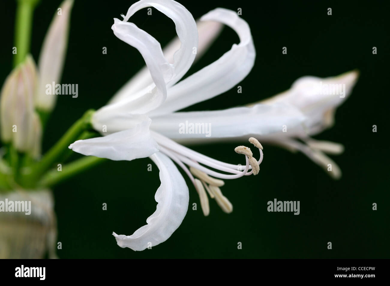 Ella Nerine K Guernsey lily lily Bowden-Cornish Nikita nerines flor blanca  flor blossom closeup enfoque selectivo de octubre de planta Fotografía de  stock - Alamy