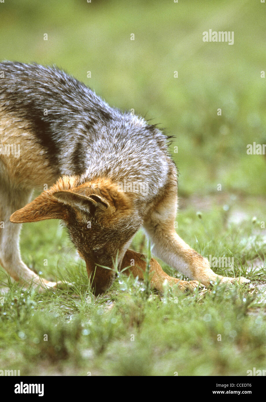 Negro-respaldado chacal Canis mesomelas también conocido como la plata apoyados o rojo chacal cazando un ciempiés en Heavy Rain Foto de stock