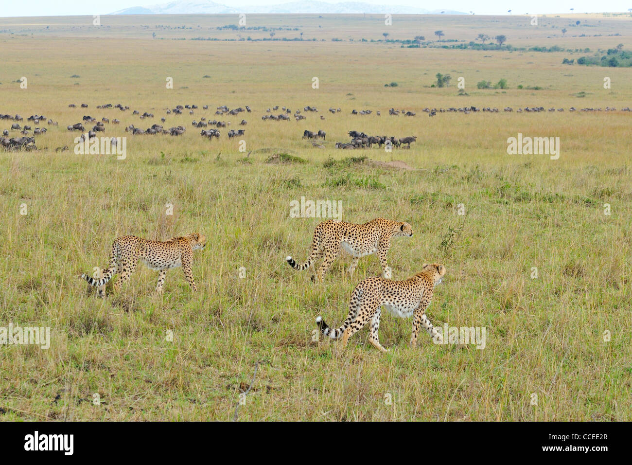 Cheetah familia de tres gatos en las praderas del Masai Mara en Kenya, Africa. Foto de stock