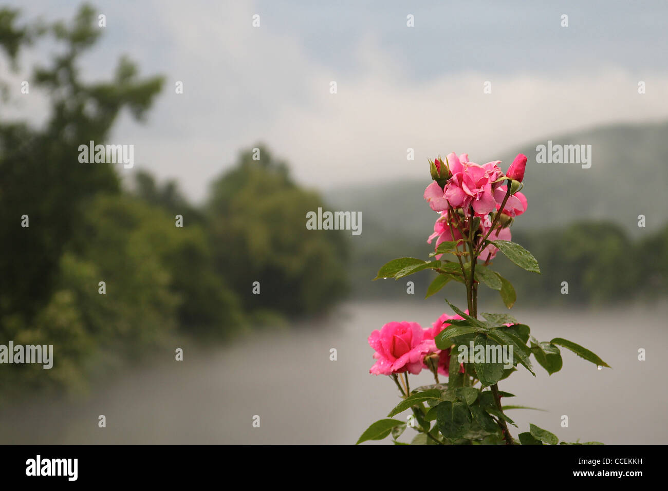 Una flor rosa en el Puente de Las Flores, la bruma elevándose desde el río en el fondo Foto de stock