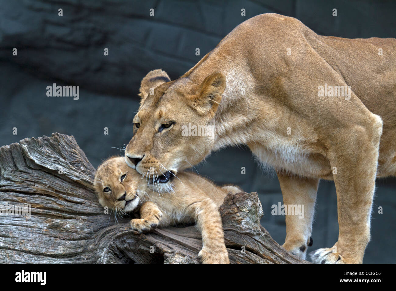 Tiernos leones fotografías e imágenes de alta resolución - Alamy