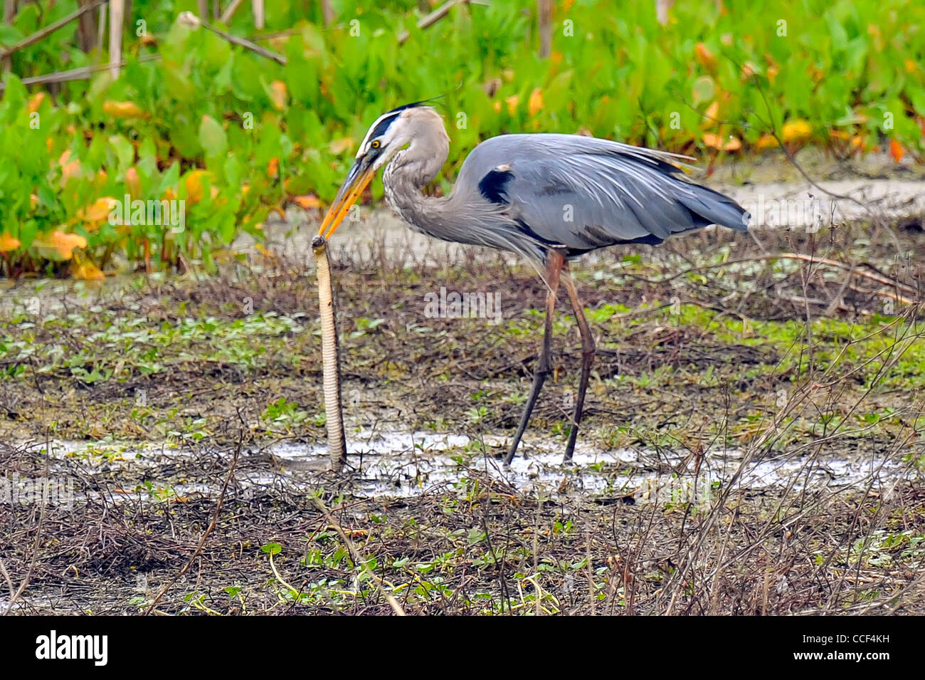 Great Blue Heron Aves Serpiente Comer La Naturaleza Y La Vida Silvestre En El Círculo B Bar 3187