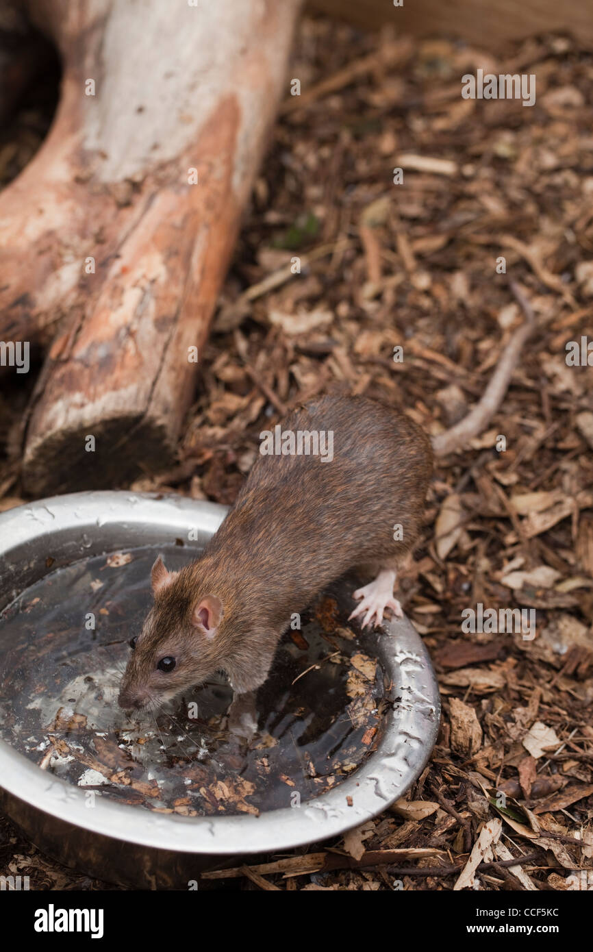 La Rata marrón (Rattus norvegicus). Beber agua de un recipiente sobre una pajarera piso. Foto de stock