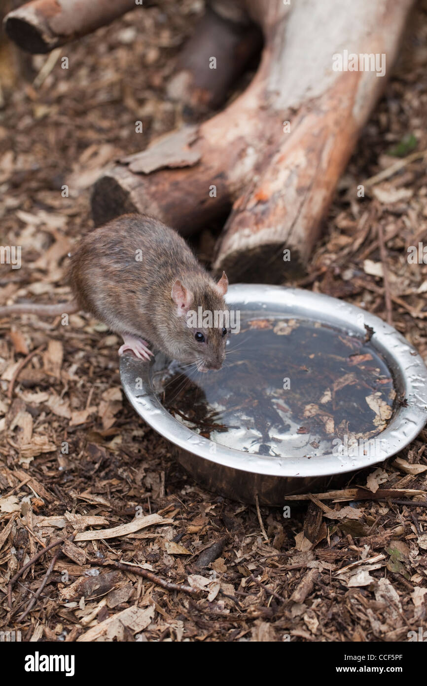 La Rata marrón (Rattus norvegicus). Lavándose la cara después de beber agua de un recipiente de metal sobre un aviario piso. Foto de stock