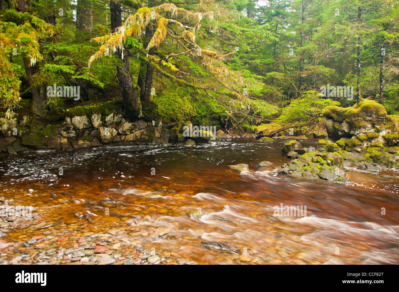 Fred's Creek, Isla Kruzof, sureste de Alaska Foto de stock