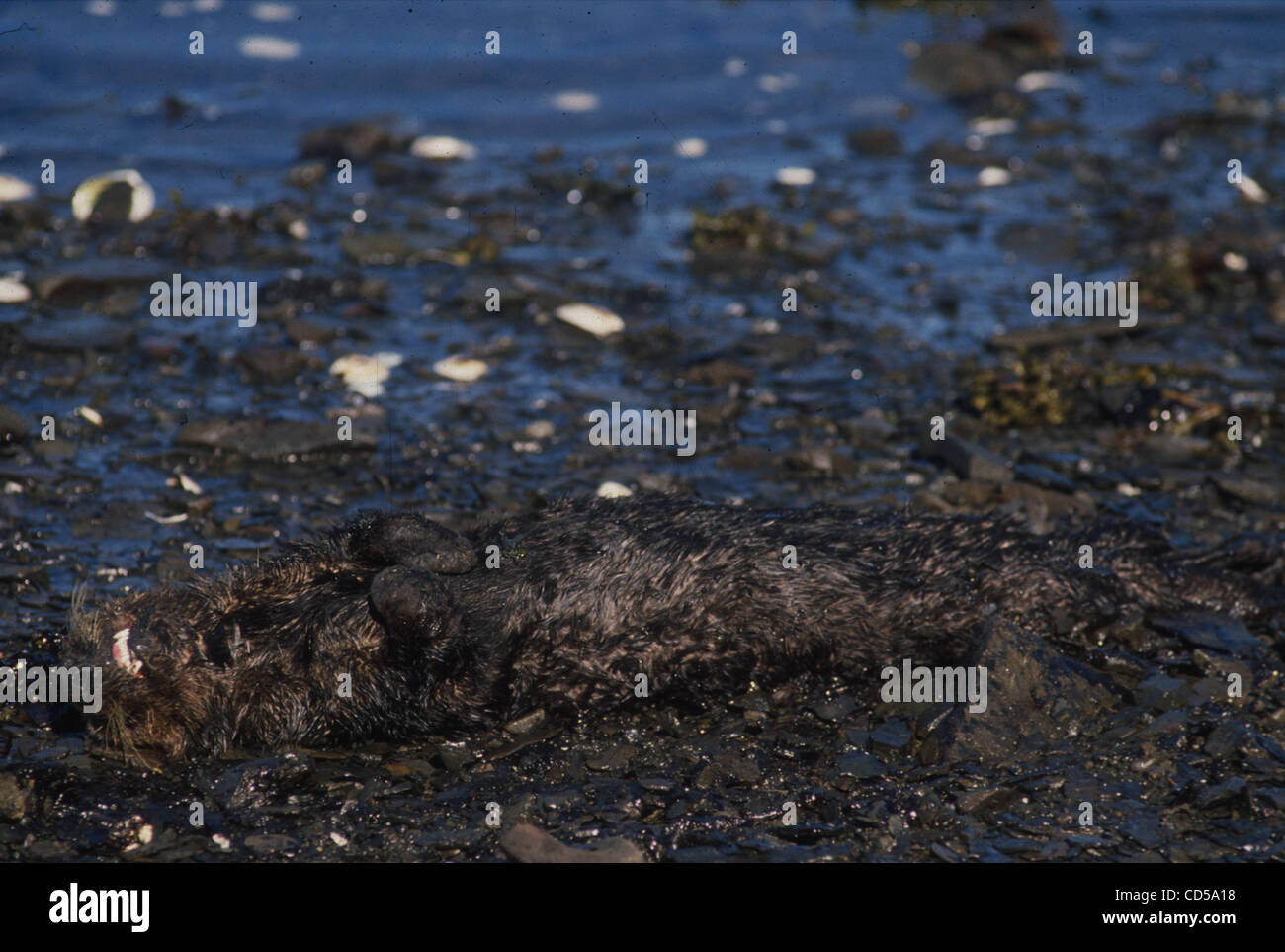 Exxon valdez animals fotografías e imágenes de alta resolución - Alamy