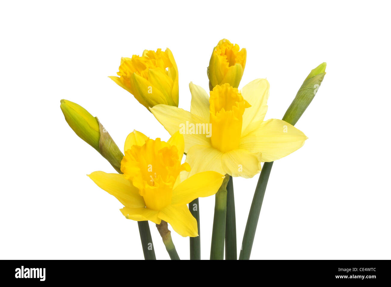 Narciso flores y brotes aislados contra un blanco Foto de stock