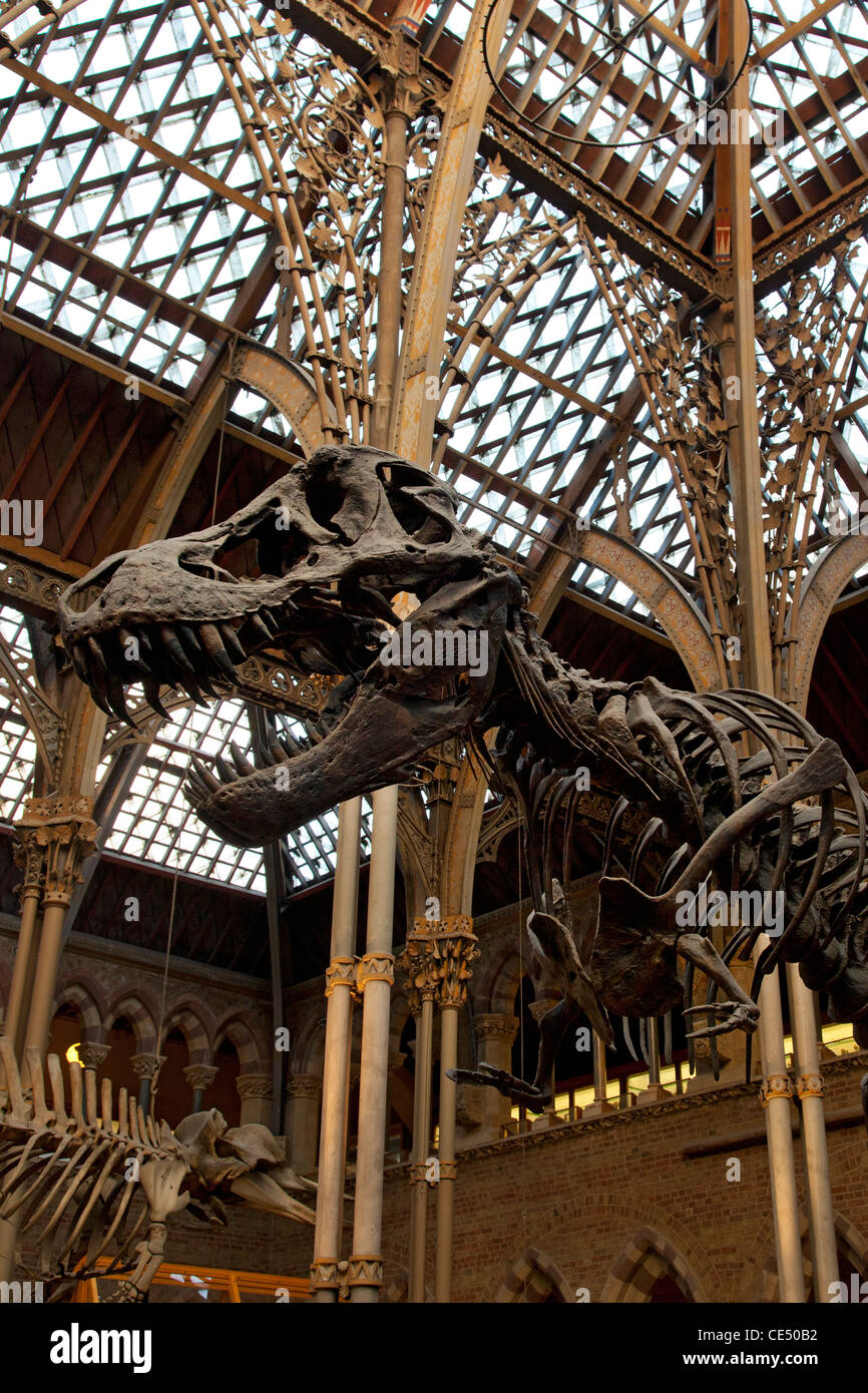 Esqueletos de dinosaurios en el Museo de Historia Natural de la Universidad de Oxford, Inglaterra Foto de stock