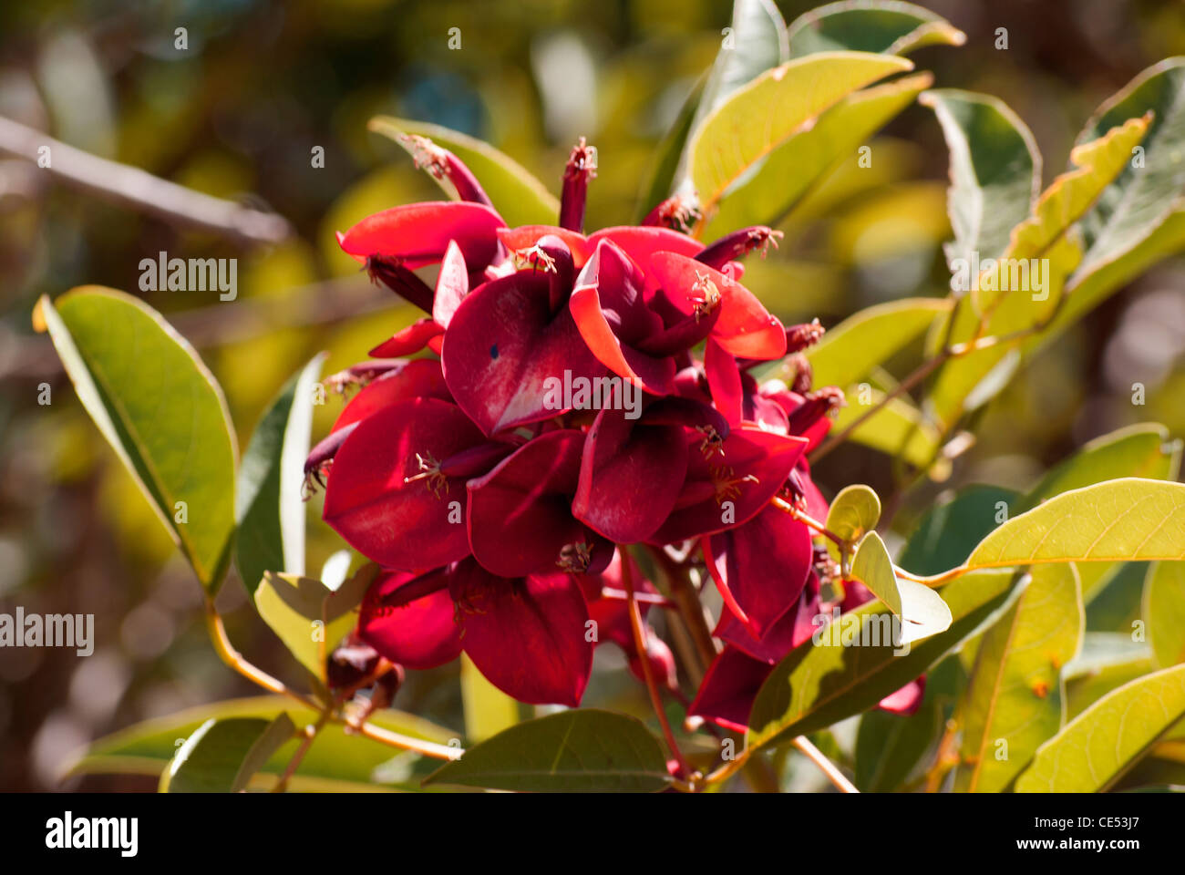 Ceibo flower fotografías e imágenes de alta resolución - Alamy