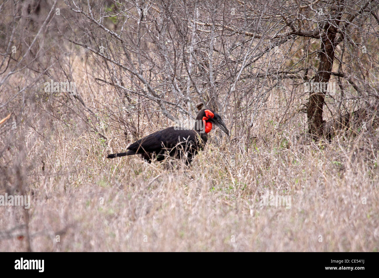 Bucero tierra austral en Sudáfrica Foto de stock