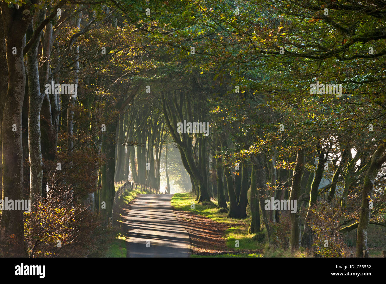 Árboles otoñales lane, Dartmoor, Devon, Inglaterra. Otoño (octubre de 2011). Foto de stock