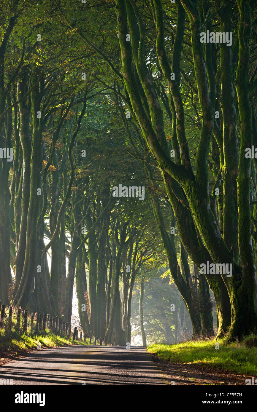 Majestuosos árboles en un carril misty mañana en Dartmoor, Devon, Inglaterra. Otoño (octubre de 2011). Foto de stock