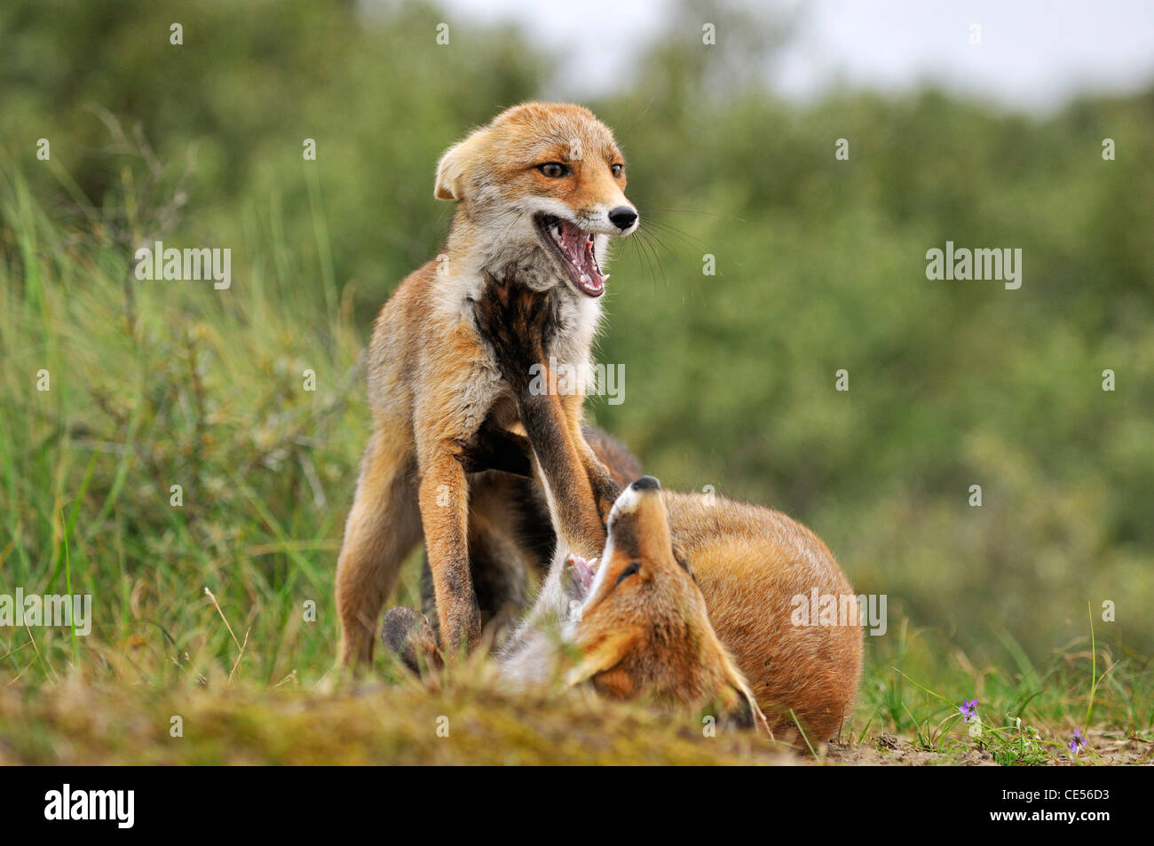 Dos zorros (Vulpes vulpes) Reproducción / luchando con orejas planas Foto de stock