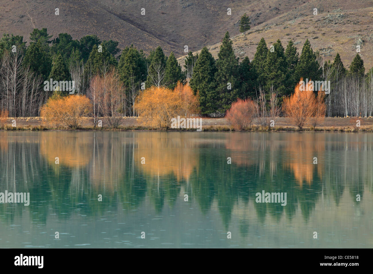 Colorido sauces reflejados en el luminoso verde agua de alcantarilla cerca de Twizel Wairepo en Nueva Zelanda Foto de stock
