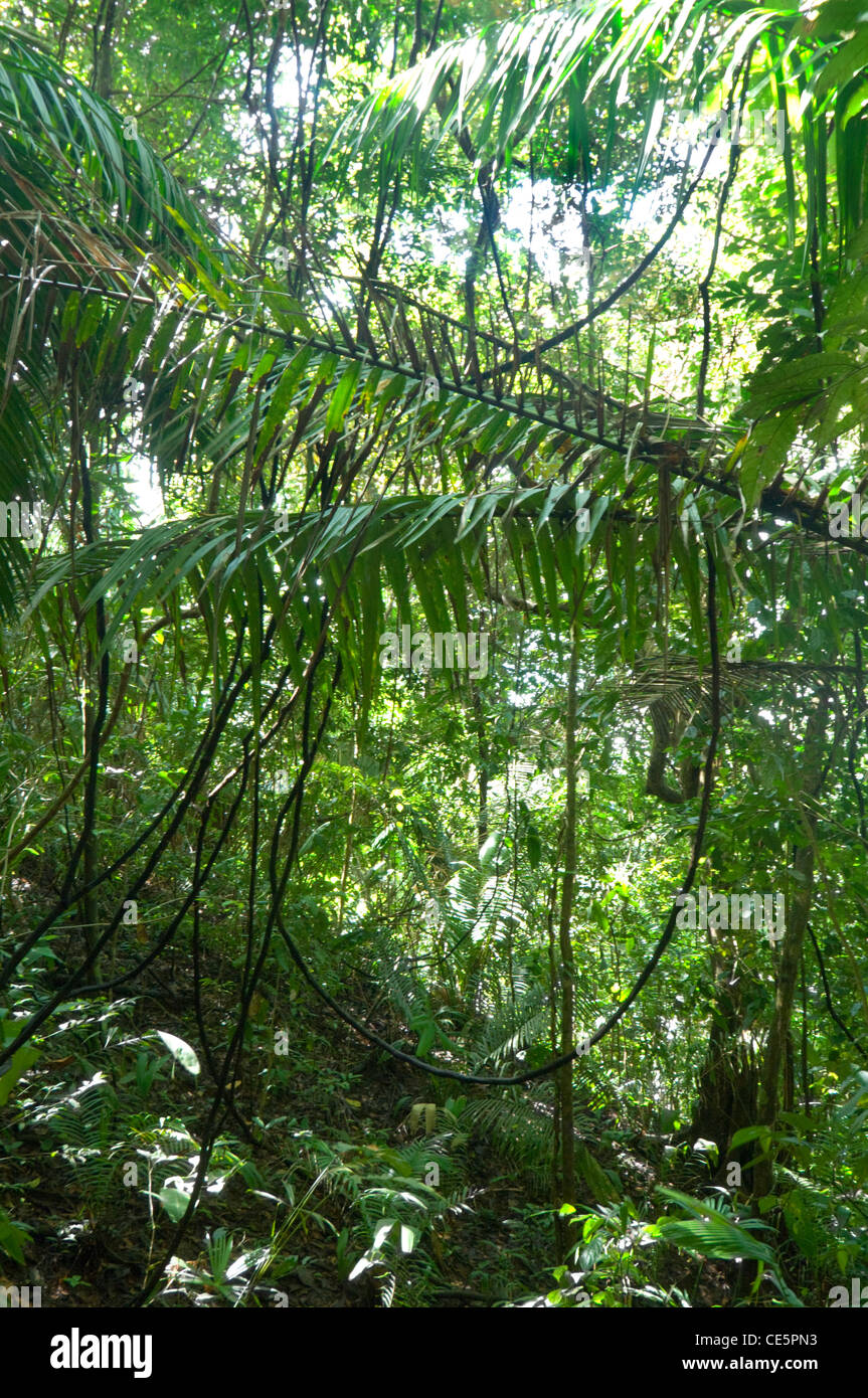 Bosque tropical en Costa Rica Foto de stock