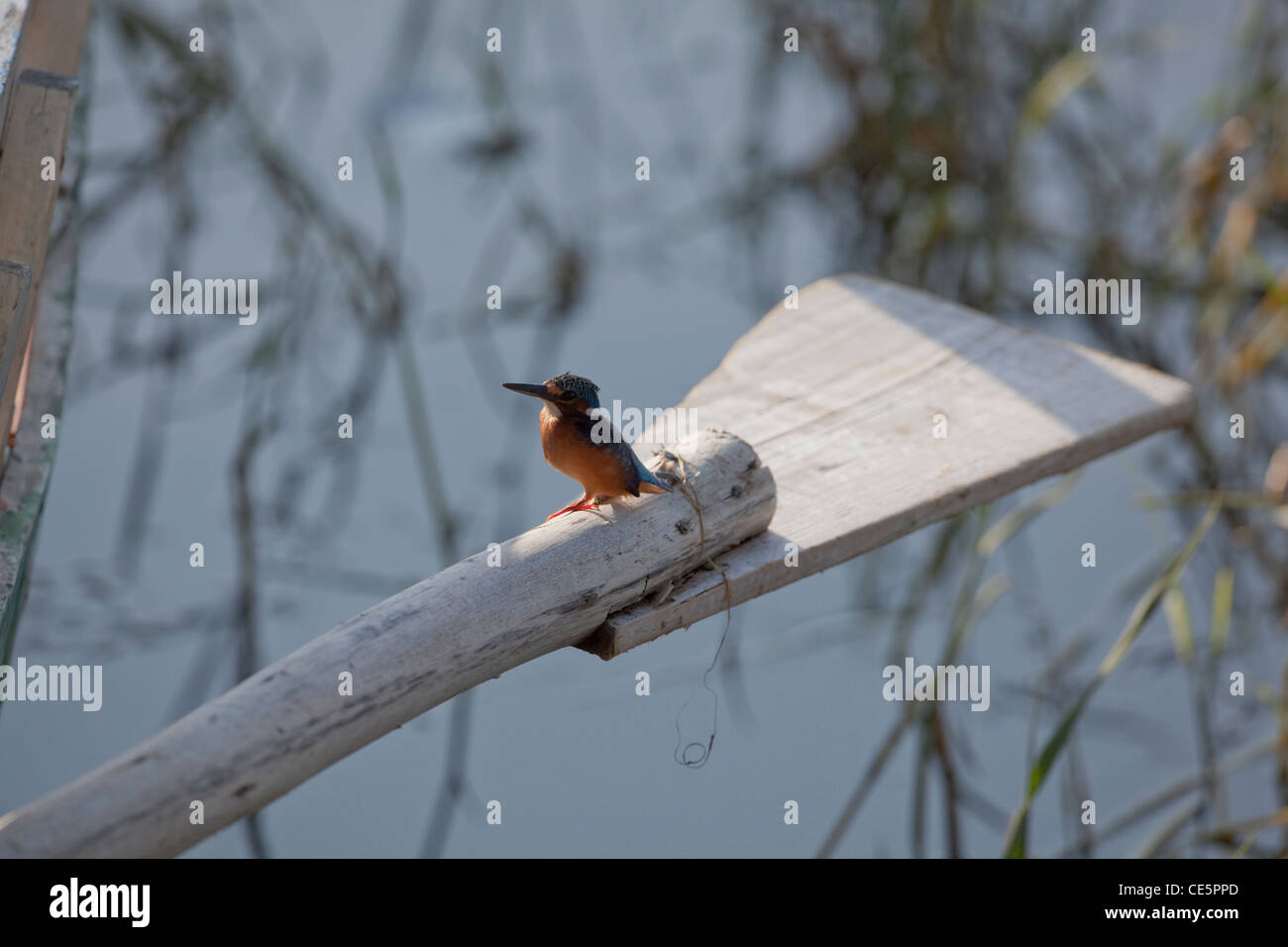 Malaquita el martín pescador (Alcedo cristata). Donde se posan en un barco de pesca remo. El lago Ziway, Etiopía. Existen ampliamente en gran parte de África. Foto de stock