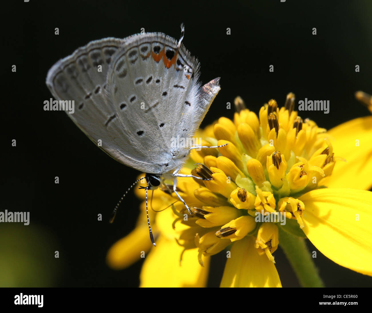 Mariposa Azul cola oriental alimentando wingstem flor Foto de stock