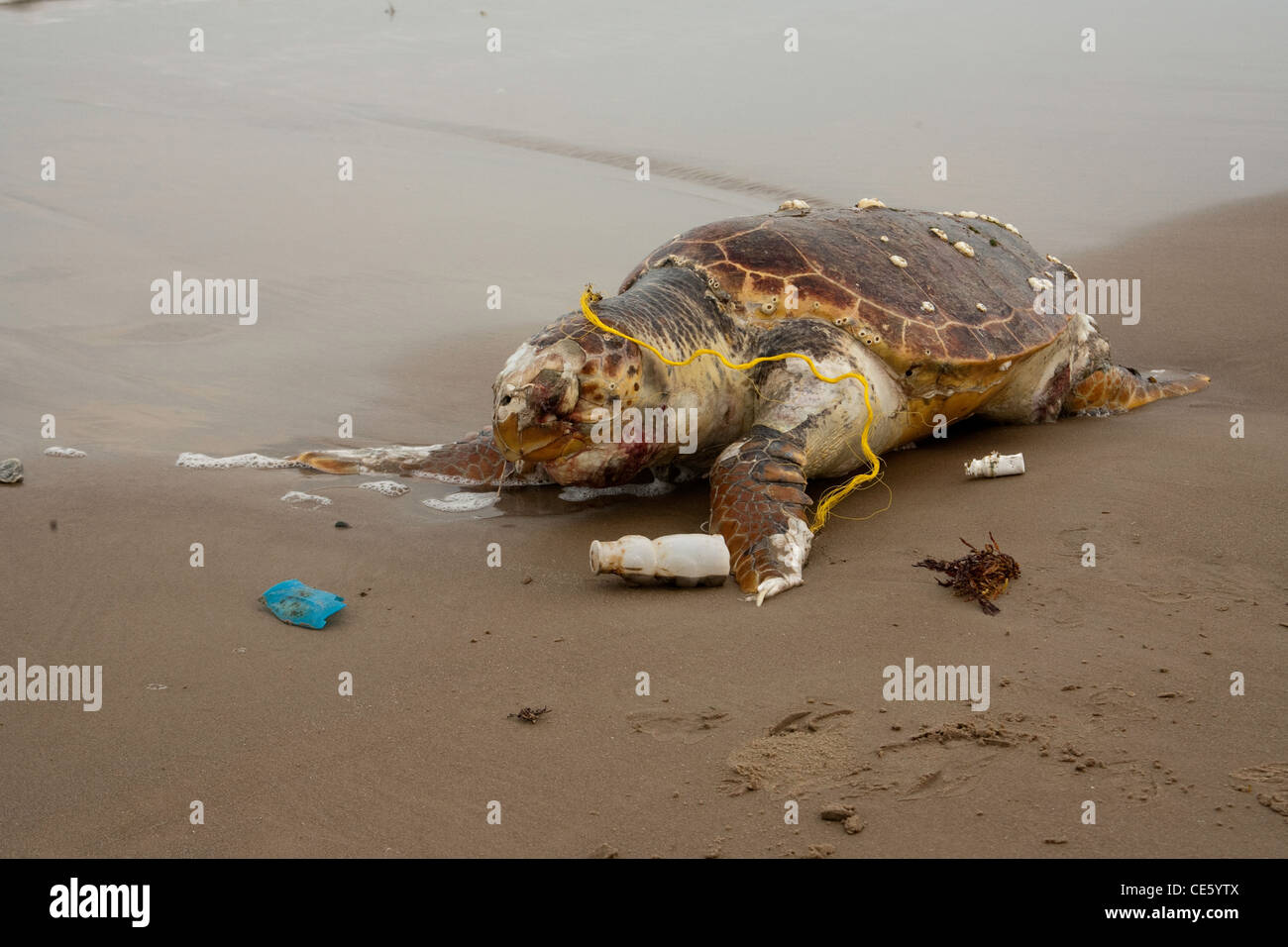 Tortuga Boba Caretta caretta Bolsa Chica, Texas, Estados Unidos el 4 de abril de adultos muertos en la playa. Cheloniidae Foto de stock