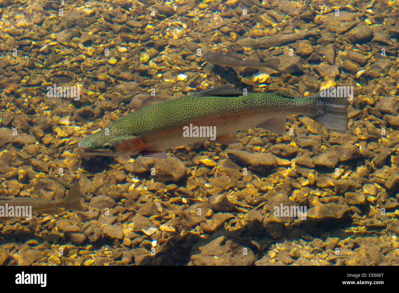 La trucha Oncorhynchus mykiss Missouri, Estados Unidos, 15 de junio de salmónidos adultos Foto de stock