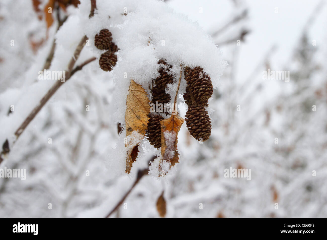 Escena de Invierno de Aliso conos cubiertos de nieve colgando del árbol, a lo largo de Dalton Highway North Slope, en Alaska, en octubre Foto de stock