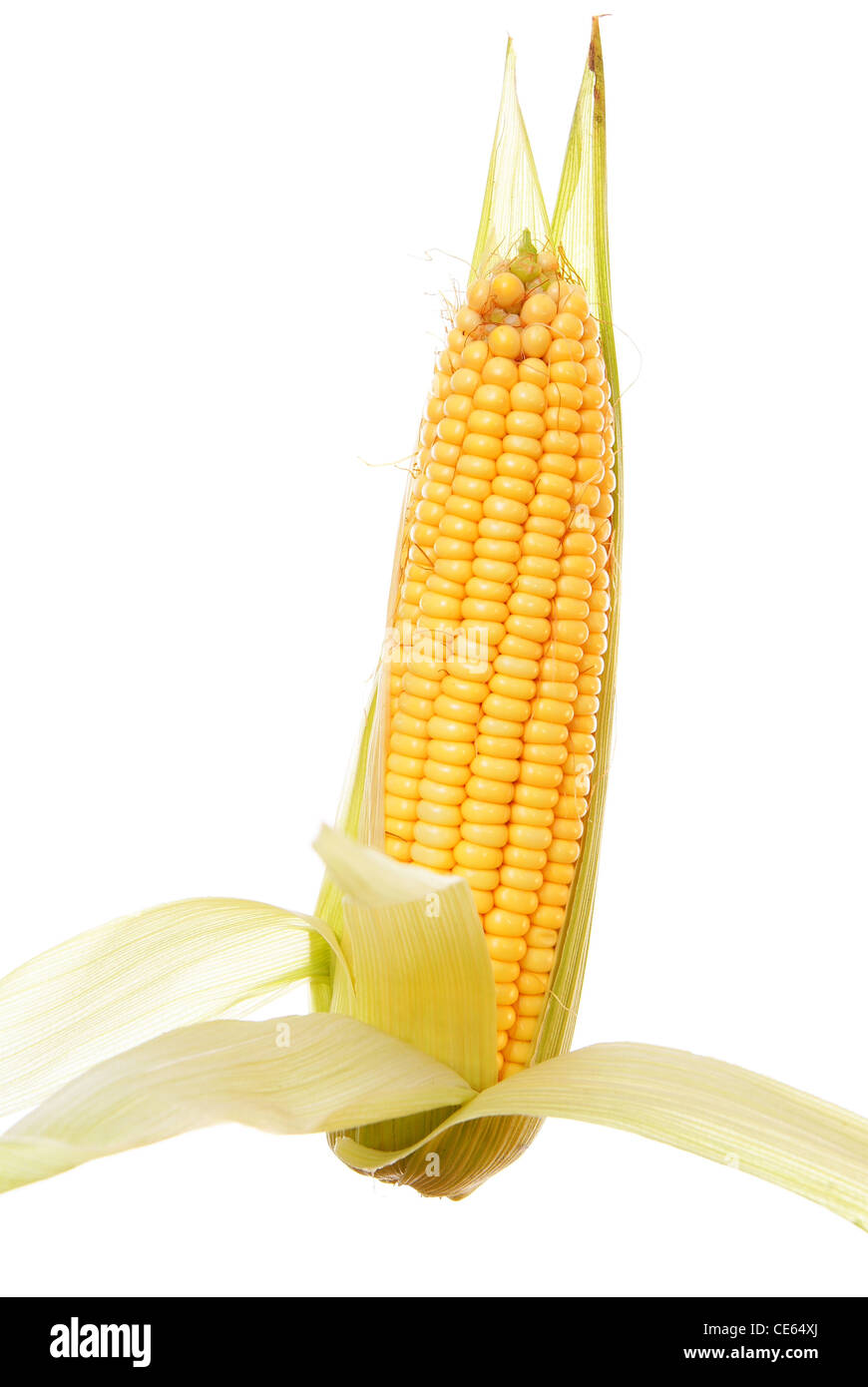 Materias y maíz maduras sobre fondo blanco. Foto de stock
